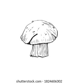 boletus drawing black and white graphics, large white mushroom, gourmet cuisine, vegetarian, autumn mushrooms isolated on a white background for printing, cookbook, logo.