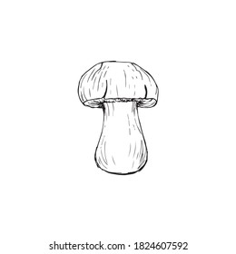 boletus drawing black and white graphics, large white mushroom, gourmet cuisine, vegetarian, autumn mushrooms isolated on a white background for printing, cookbook, logo.