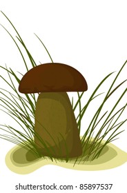 Boletus edulis