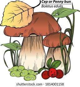 Boletus edulis or cep with forest grass. Vector image