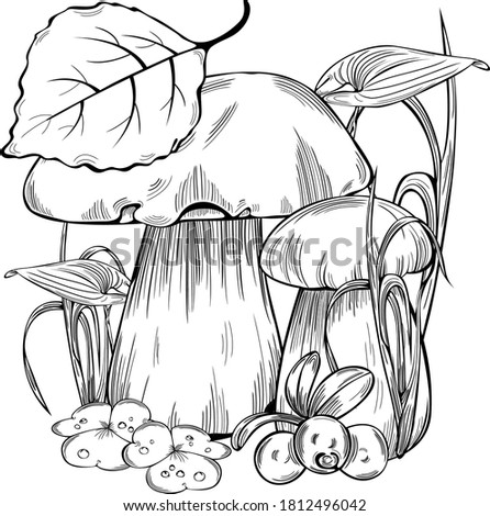 Boletus edulis or cep with forest grass. Vector image