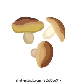  Boletus edulis - edible mushrooms hand-drawing vector illustration isolated on white background. 