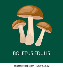 boletus edulis isolated, Wild Foraged Mushroom, Vector  edible natural mushrooms in nature set, organic vegetable food collection