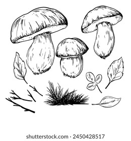 Dibujo de boceto de Vector vintage de hongos Boletus edulis