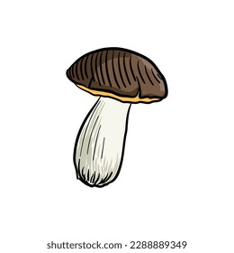 Boletus edulis, vector drawing sketch of mushroom isolated at white background,hand drawn illustration