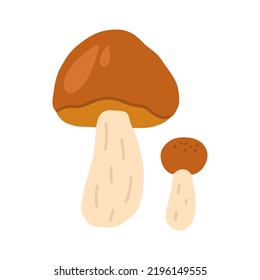 Boletus edulis, vector flat illustration on white background.