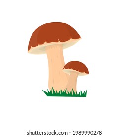 Boletus. Grown mushroom, vector illustration