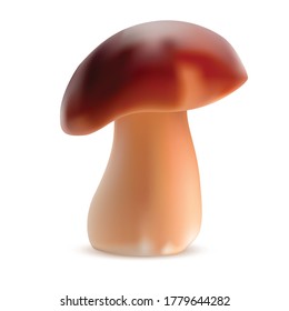  Boletus isolated on white background. Vector illustration