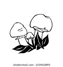 Boletus. Large edible mushrooms. Black and white vector image of mushrooms in the forest.