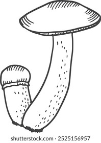 Dibujo de hongos Boletus. Hongos silvestres de los bosques