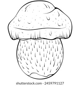 Boletus mushroom. Forest autumn fungus edible mushroom. Vector illustration in hand drawn sketch doodle style. Line art graphic healthy organic food isolated on white. Design for coloring book, print