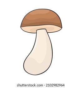 boletus mushroom hand drawn for design 