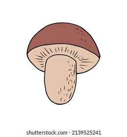 boletus mushroom hand drawn in doodle style. single element for design card, poster