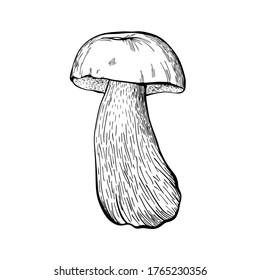 Boletus mushroom isolated on a white background. An edible sponge Mushroom with a stem and cap. Delicious autumn forest mushrooms. Vegan food. Hand drawn vector illustration