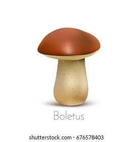 Boletus mushroom isolated on white background. Vector illustration.