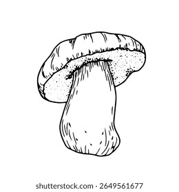 Boletus mushroom on a thick stem with a cap, black and white ink sketch. Vector illustration. The drawing is in a simple style, isolated on a white background. For books, menus, recipes and textiles