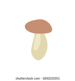 boletus mushroom on white background