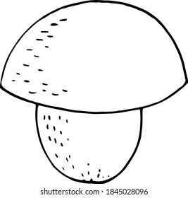 boletus mushroom sketch hand drawn doodle. single element for design card, icon, poster, vector, monochrome, minimalism. nature, plant, food.