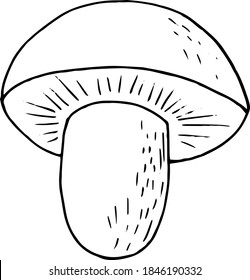 boletus mushroom sketch hand drawn doodle. single element for design card, icon, poster, vector, monochrome, minimalism. nature, plant, food.