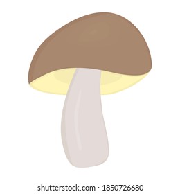 Boletus mushroom vector illustration in hand drawn flat style isolated on white background. Penny bun porcini mushroom clip art.