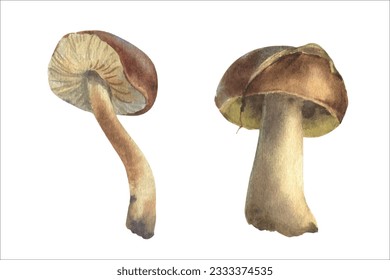 acuarela de boletus, hongos blancos, hongos esponjosos, cocina vegetariana gourmet, ilustración vectorial.