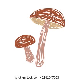 Boletus mushrooms. Hand drawn vector illustration. Pen or marker doodle sketch