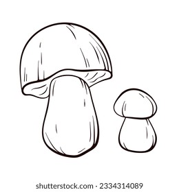 Las setas de Boletus en estilo de arte lineal. Gran hongo blanco para imprimir, libro de cocina, logotipo, icono. Ilustración vectorial aislada en un fondo blanco.