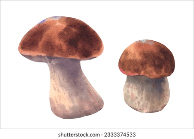 Boletus mushrooms watercolor, big white mushrooms, spongy mushroom, vegetarian gourmet cuisine, vector illustration.