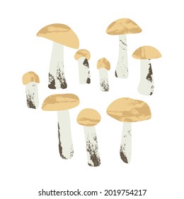 Boletus, orange cap boletus, brown cap boletus. Edible mushrooms. Autumn forest food. Seasonal raw fungi isolated on white. Vegetarian product. Vector flat cartoon illustration