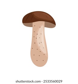 Boletus vulgaris. Vector illustration of mushrooms.