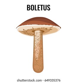 Boletus white fungus isolated vector illustration. Mushroom edible