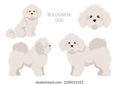 Bolognese dog clipart. Different coat colors and poses set.  Vector illustration