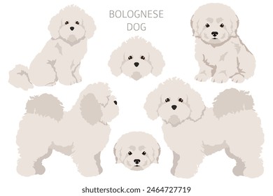 Bolognese dog clipart. Different coat colors and poses set.  Vector illustration