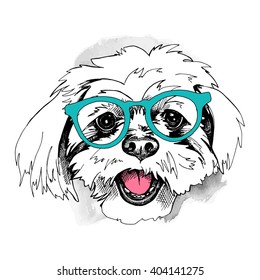 Bolognese portrait in a glasses. Vector illustration.
