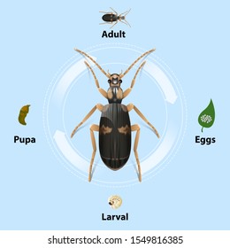 Bombardier beetles Life cycle on blue background vector