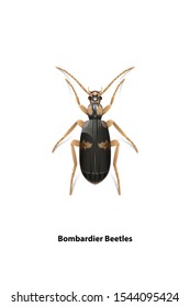 Bombardier beetles  vector on white background.