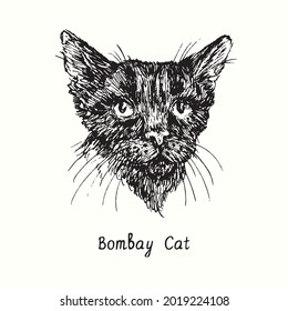 Bombay Cat face portrait. Ink black and white doodle drawing in woodcut style.
