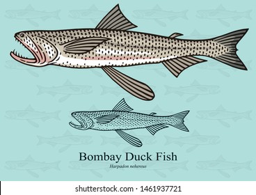 Bombay duck