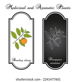 Bombay Ebony or Mountain persimmon (Diospyros montana), medicinal plant. Hand drawn botanical vector illustration