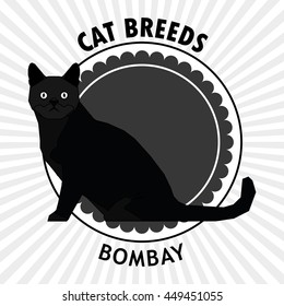 Bombay, Isolated cat breed, Vector illustration