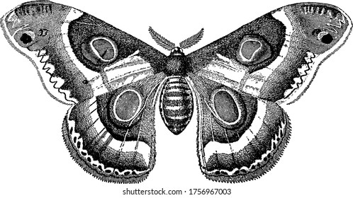 Bombycina sind nächtliche Motten, die Mundorgane sind in vielen Fällen atrophisiert, was sie für den Gebrauch ungeeignet macht, mit verschiedenen kreisförmigen Flecken und kühlen Mustern, die durch ihre Flügel laufen.