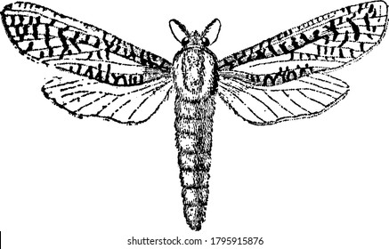 Bombycina are nocturnal moths, with the organs of the mouth are atrophied in many cases, that makes it unfit for use, live for a few days, during which the male sees the female that deposits her eggs.