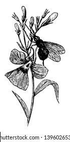 Bombylius Major may be recognized by the elegant fur vintage line drawing or engraving illustration.