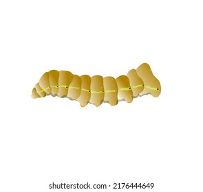 Bombyx mori, gusano de seda y capucha. Cultivo de sedaIlustración vectorial