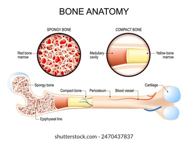 412 Periosteum Images, Stock Photos, 3D objects, & Vectors | Shutterstock