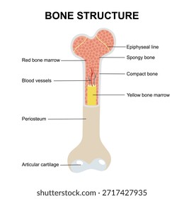 Knochenanatomie. Nahaufnahme von kompakten und schwammigen Knochen. Femurstruktur. Gelbes und rotes Knochenmark. Vektorgrafik
