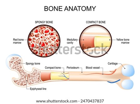 Bone anatomy. Close-up of Compact and Spongy bones. Femur structure. Yellow marrow and Red bone marrow. Vector illustration