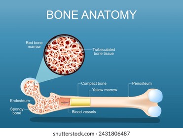 Anatomía ósea. Estructura de un fémur. Primer plano de una sección transversal de tejido óseo trabeculado esponjoso con médula ósea roja. ilustración vectorial