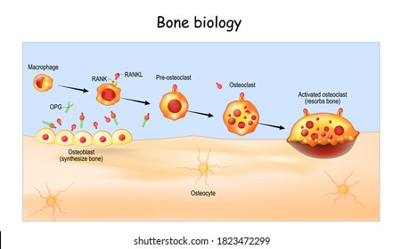 Bone Biology. Role of RANK, RANKL, and OPG. remodeling. Bone is broken down by osteoclasts, and rebuilt by osteoblasts. Receptor activator of RANKL is the mediator of bone resorption