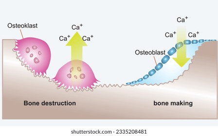 Bone Biology. Role of RANK, RANKL, and OPG. remodeling. Bone is broken down by osteoclasts, and rebuilt by osteoblasts. Receptor activator of RANKL is the mediator of bone resorption